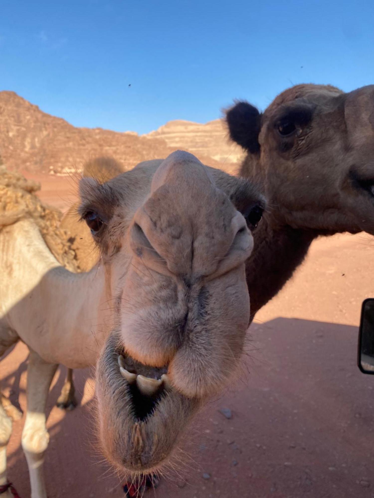 Wadi Rum Desert Heart Camp Εξωτερικό φωτογραφία