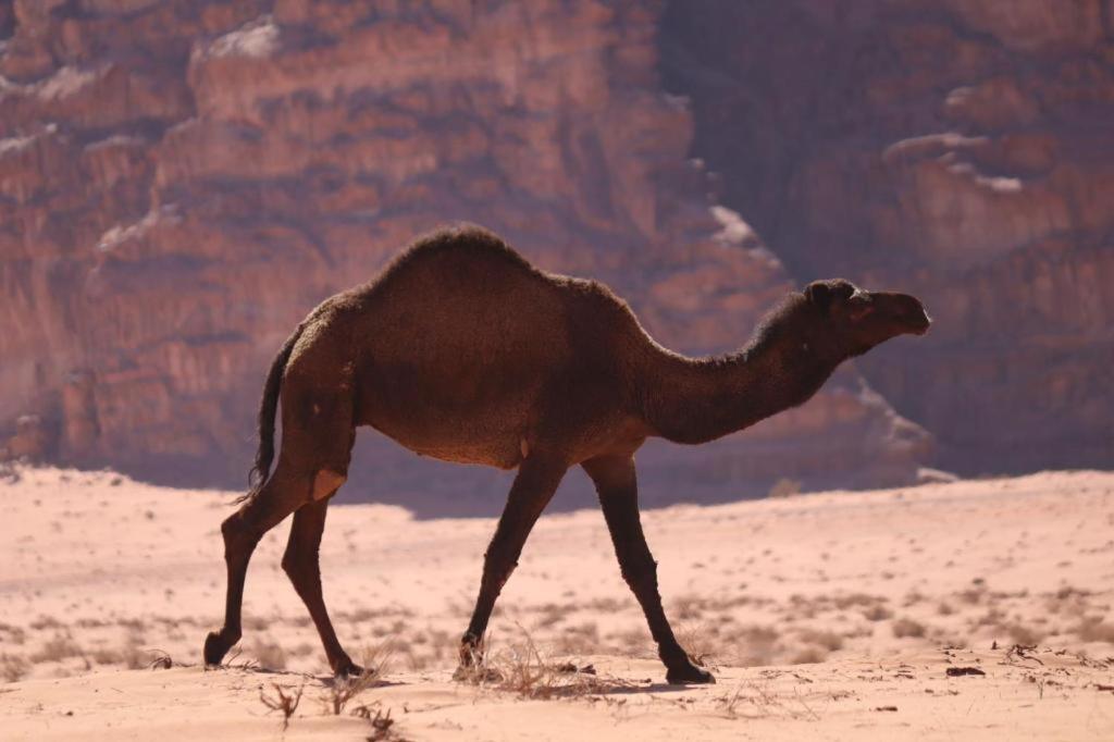 Wadi Rum Desert Heart Camp Εξωτερικό φωτογραφία