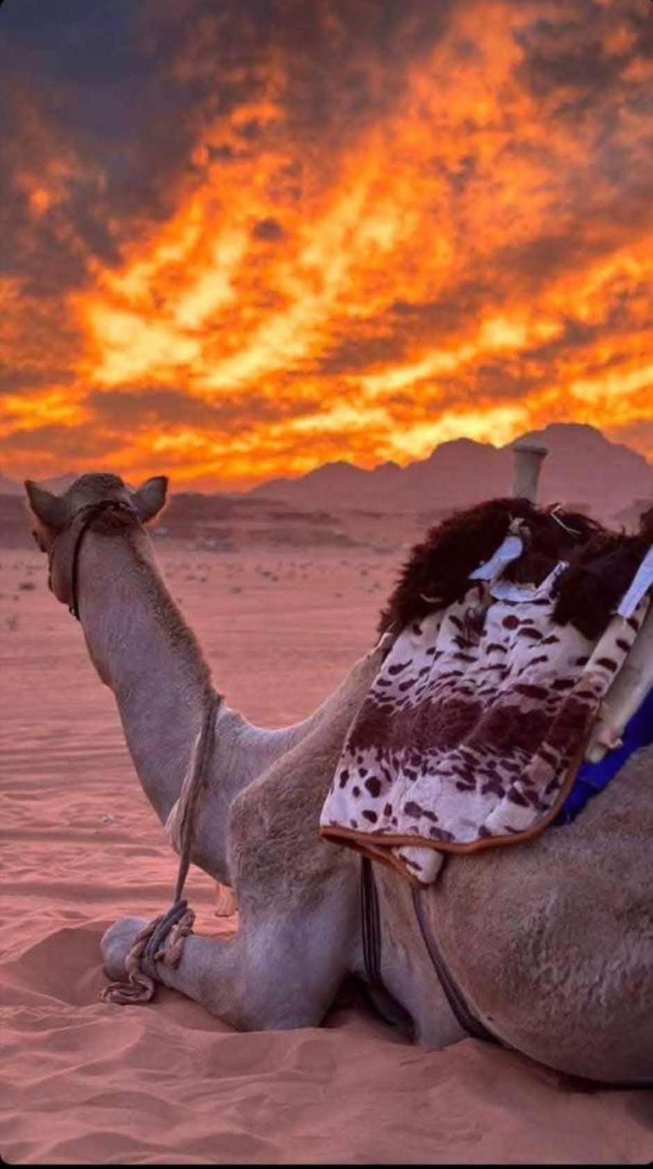 Wadi Rum Desert Heart Camp Εξωτερικό φωτογραφία
